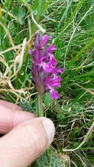 Dactylorhiza traunsteineri