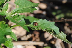Henosepilachna vigintisexpunctata