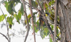 Nesoptilotis flavicollis