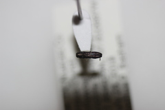 Paragrilus rugatulus