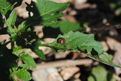 Henosepilachna vigintisexpunctata