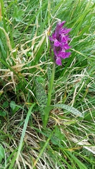 Dactylorhiza traunsteineri