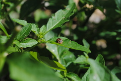 Henosepilachna vigintisexpunctata