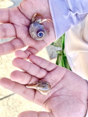 Isocheles wurdemanni