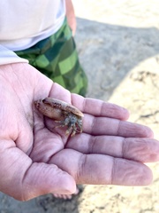 Isocheles wurdemanni