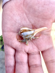 Isocheles wurdemanni