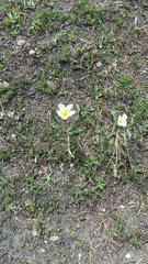 Ranunculus kuepferi