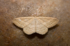 Scopula luteolata