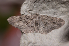 Stenoporpia pulmonaria