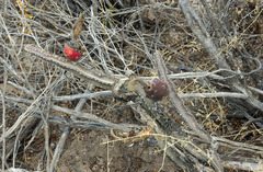 Peniocereus greggii greggii