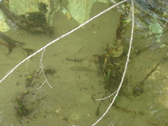 Salvelinus leucomaenis