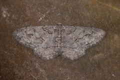 Stenoporpia pulmonaria