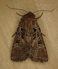 Euxoa divergens