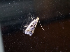 Dichomeris bilobella