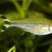 Rummy-nose Tetra - Photo (c) Brian Gratwicke, some rights reserved (CC BY-NC)
