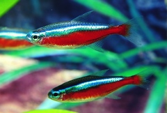 Cardinal Tetra photo 3
