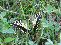 Papilio machaon hippocrates
