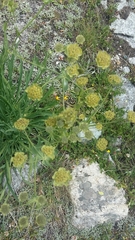Bupleurum stellatum