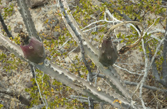 Peniocereus greggii greggii