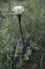 Peniocereus greggii greggii