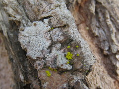 Ophioparma rubricosa