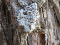 Ophioparma rubricosa