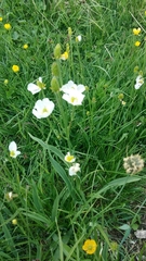 Ranunculus kuepferi