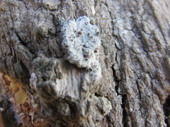 Ophioparma rubricosa