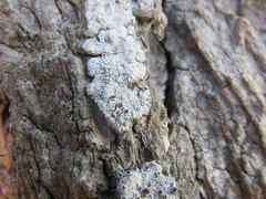 Ophioparma rubricosa