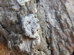 Ophioparma rubricosa