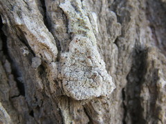 Ophioparma rubricosa