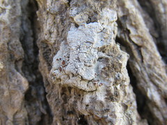 Ophioparma rubricosa