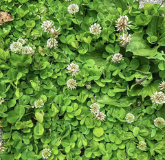 Trifolium repens