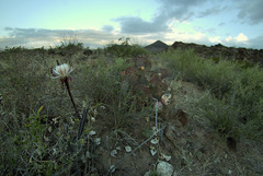 Peniocereus greggii greggii