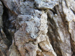 Ophioparma rubricosa