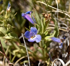 Penstemon dolius duchesnensis