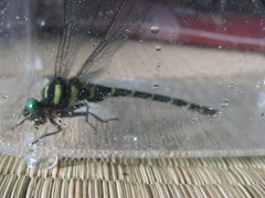 Anotogaster sieboldii