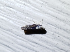 Scaphoideus pullus