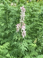 Corydalis caseana brandegeei