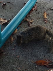 Otospermophilus beecheyi