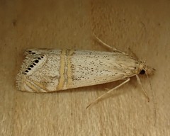 Euchromius californicalis