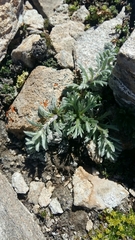 Artemisia genipi