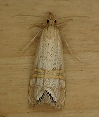 Euchromius californicalis