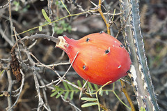 Peniocereus greggii greggii