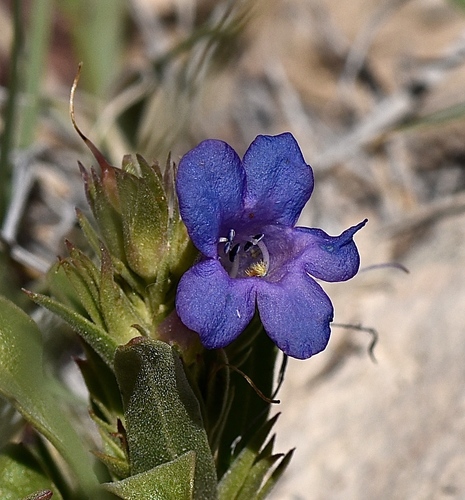 Penstemon dolius