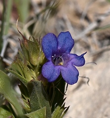 Penstemon dolius duchesnensis