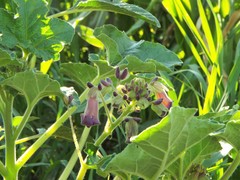 Proboscidea louisianica fragrans