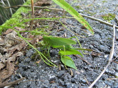 Tettigonia orientalis