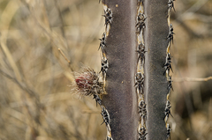 Peniocereus greggii greggii
