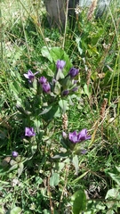 Gentianella campestris